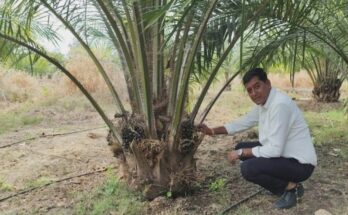chhattisgarh palm oil farming, palm oil cultivation profit, raipur news, agriculture subsidy chhattisgarh, farmers income, state government scheme, nmeo op, palm oil harvesting