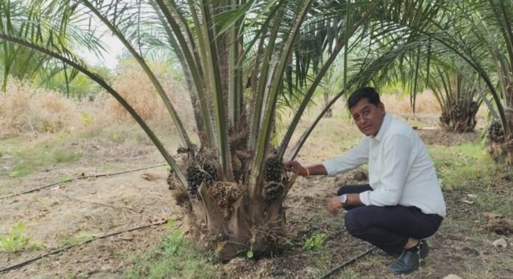 chhattisgarh palm oil farming, palm oil cultivation profit, raipur news, agriculture subsidy chhattisgarh, farmers income, state government scheme, nmeo op, palm oil harvesting