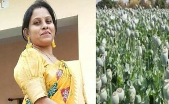 A conceptual image showing illegal opium plants in a field alongside a police barricade and a bold 'Suspended' stamp, representing the Durg opium cultivation case.