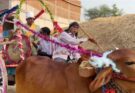 Bullock Cart Wedding Chhattisgarh