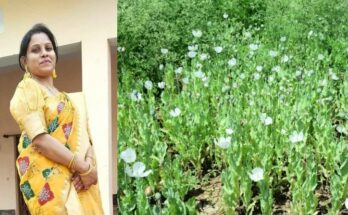 A conceptual image highlighting the Durg Opium Scandal, showing destroyed opium crops in a field and an official government suspension and reinstatement document.