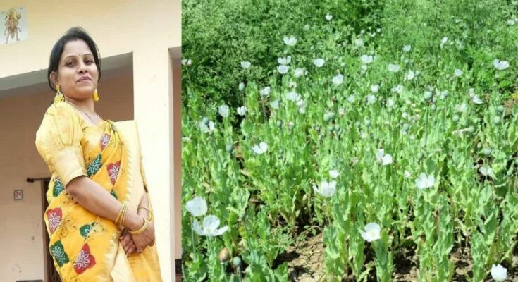 A conceptual image highlighting the Durg Opium Scandal, showing destroyed opium crops in a field and an official government suspension and reinstatement document.