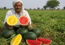 CG News: छत्तीसगढ़ में तरबूज की ‘जादुई’ खेती, बाहर से पीला और काटने पर निकलता है लाल, किसानों की बढ़ी कमाई