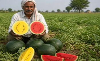 Watermelon Farming Chhattisgarh