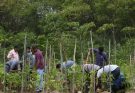 Chhattisgarh Forest