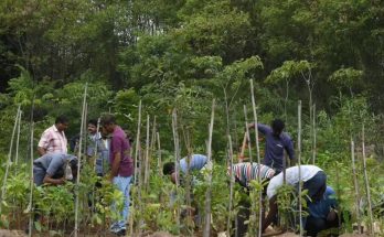 Chhattisgarh Forest