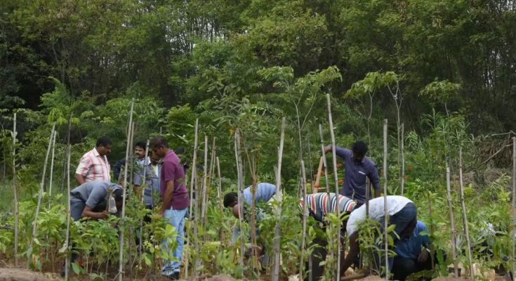 Chhattisgarh Forest