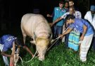 Donald Trump Buffalo Bangladesh