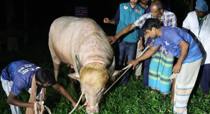 Donald Trump Buffalo Bangladesh