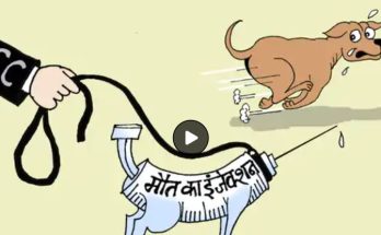 Supreme Court Stray Dog Verdict