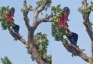 Korba girl climbs tree for mobile