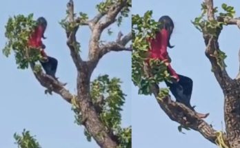 Korba girl climbs tree for mobile