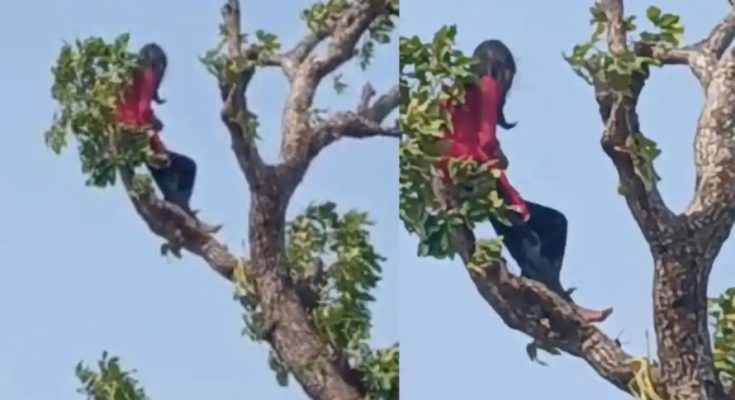 Korba girl climbs tree for mobile